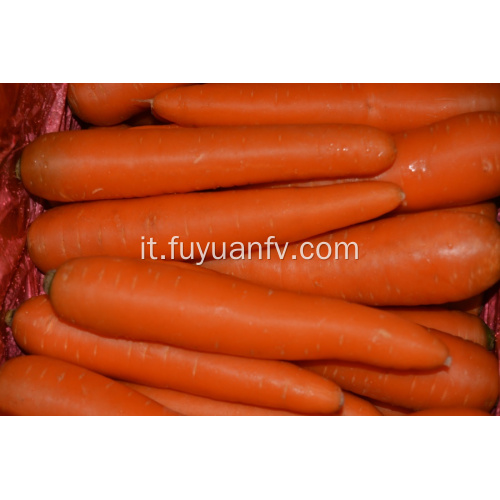 Rifornimento diretto della fabbrica della carota degli ortaggi freschi